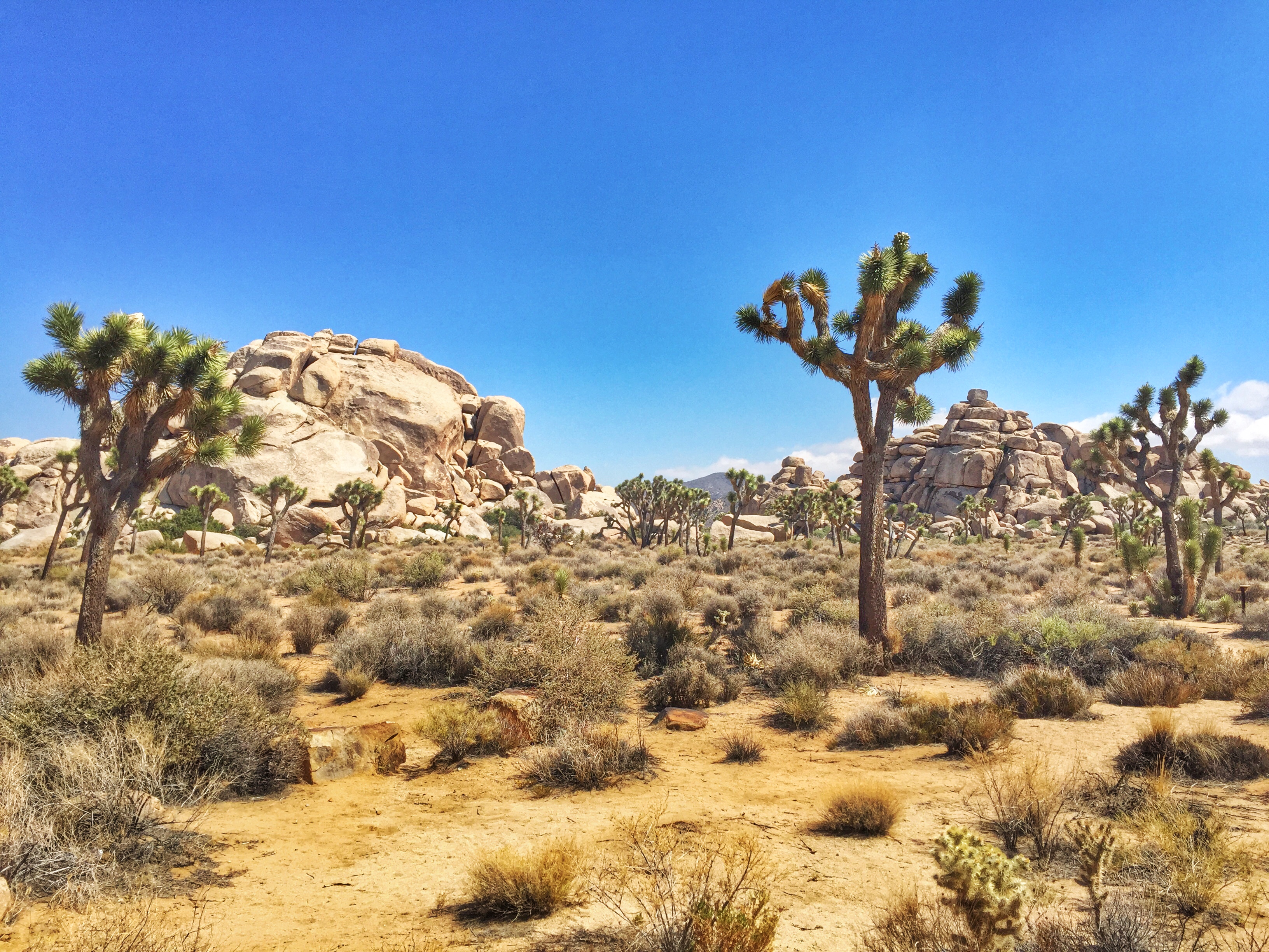 Enjoy A Day Trip To Joshua Tree Park Parc National Américain Parc