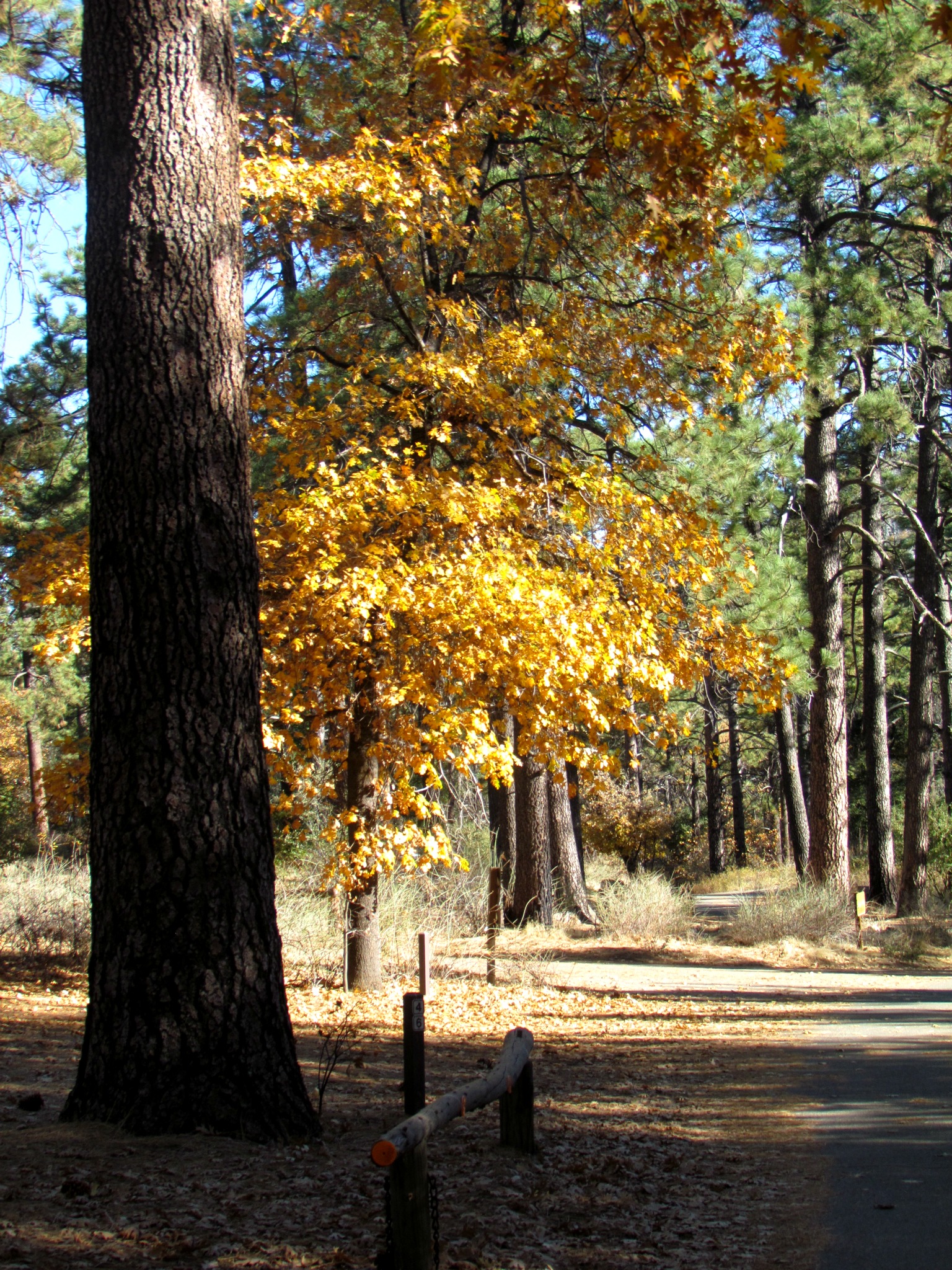 Camping in Cuyamaca Rancho State Park, Julian