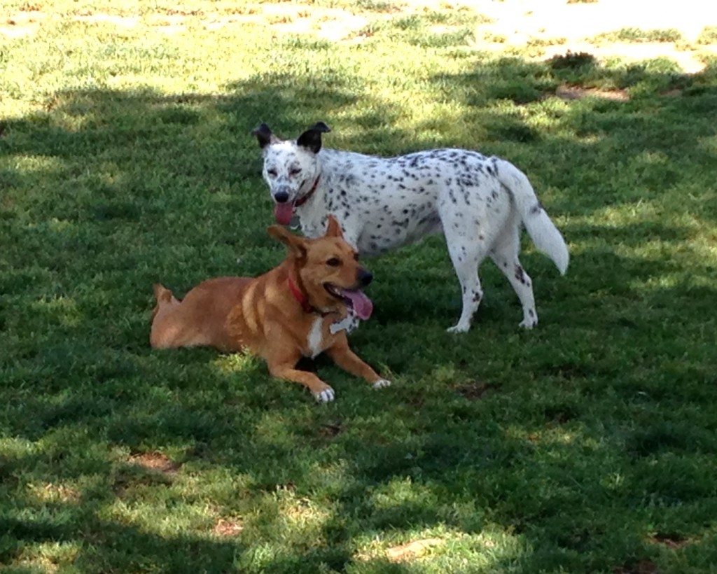 Harley making new friends at the dog park