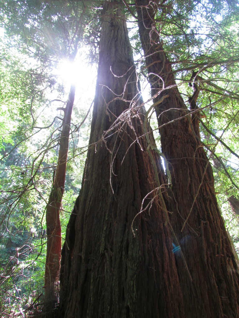 Muir-Woods-3