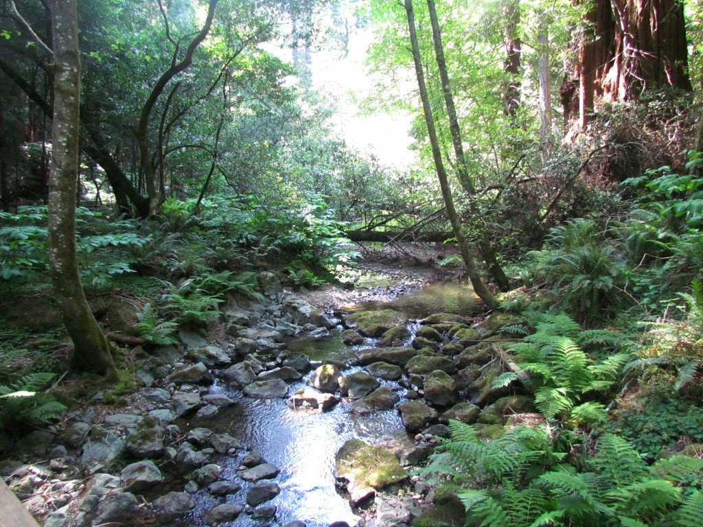 Muir-Woods-6