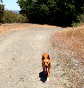 Harley powering through our hot weather hike