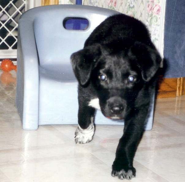 Rosco-puppy-1