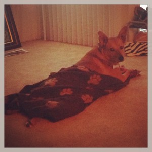 Harley-blanket