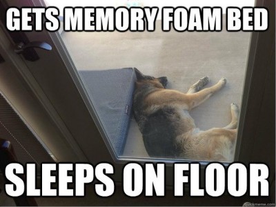 dog-bed