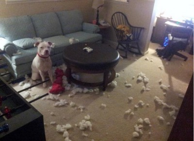 dog-mess