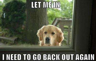 dog-outside