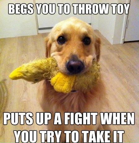dog-toy