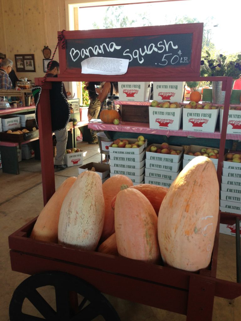 butternut-squash