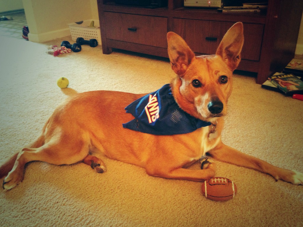 harley-bandana