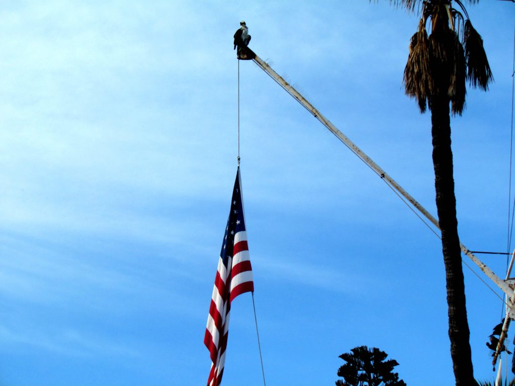 bald-eagle