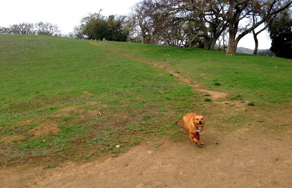 Harley running