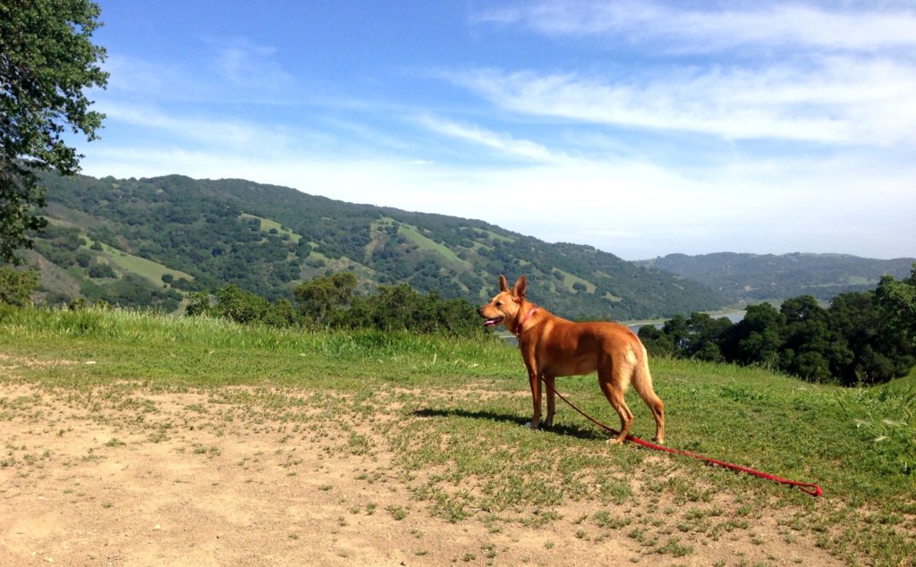 Harley hiking