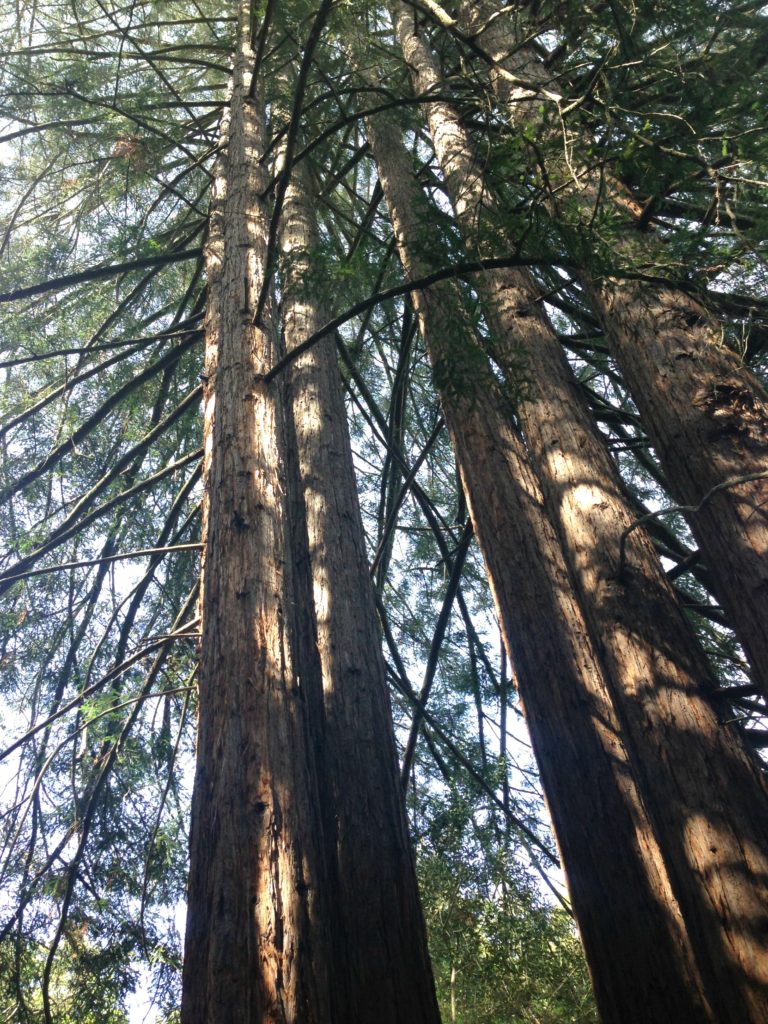 Redwoods