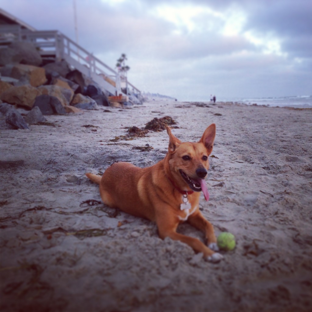 Harley dog beach