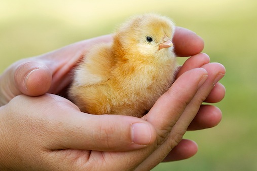 Adorable chick protected by hands