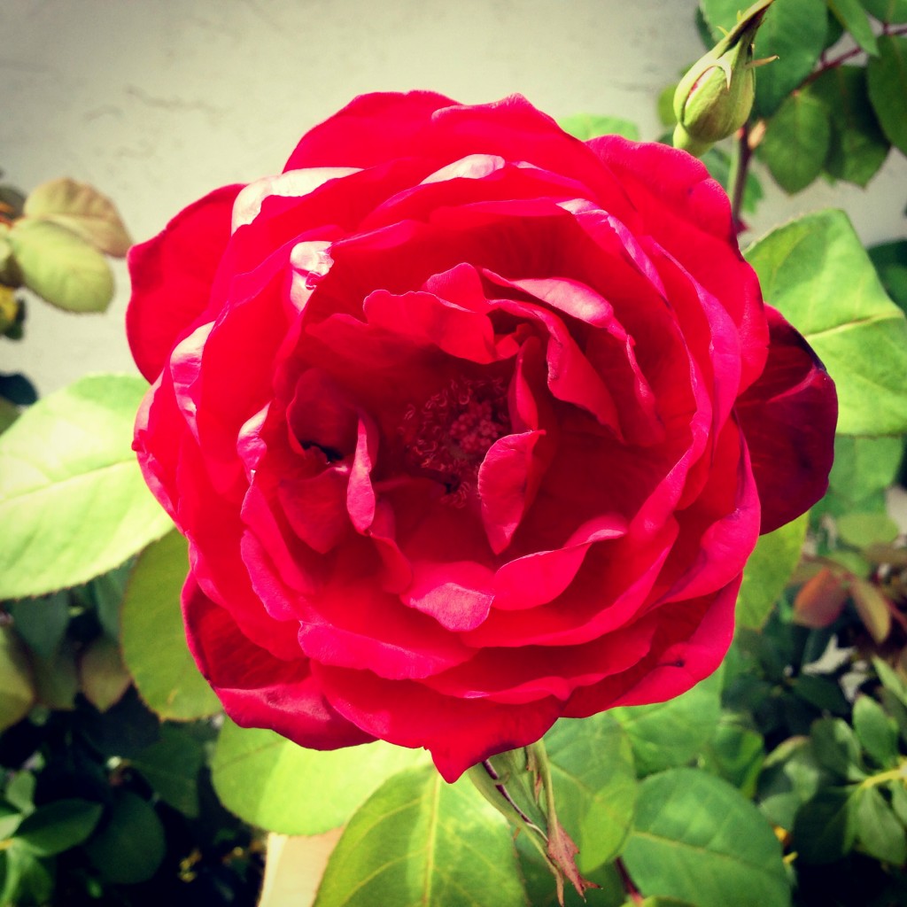 backyard rose bush