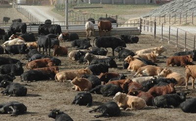 cattle-feedlot