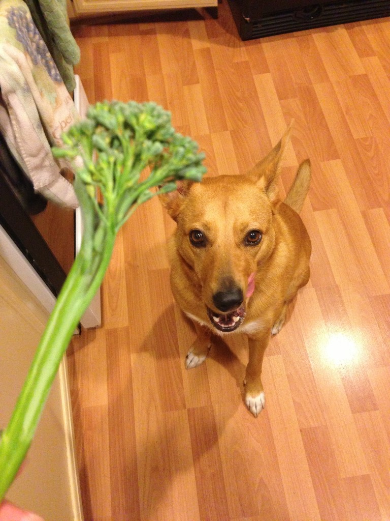 Harley loves broccoli