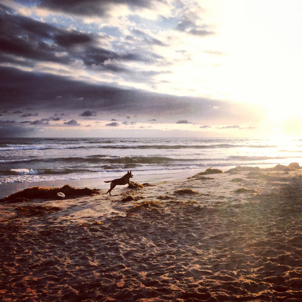 running at the dog beach