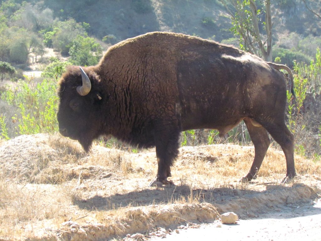 buffalo-2