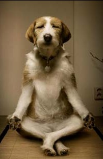 meditating dog