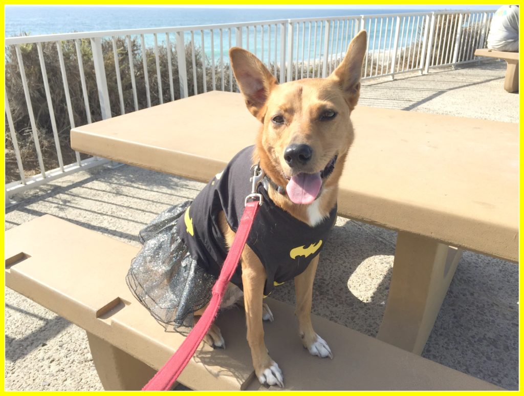 Harley the Batgirl on our walk along the beach yesterday