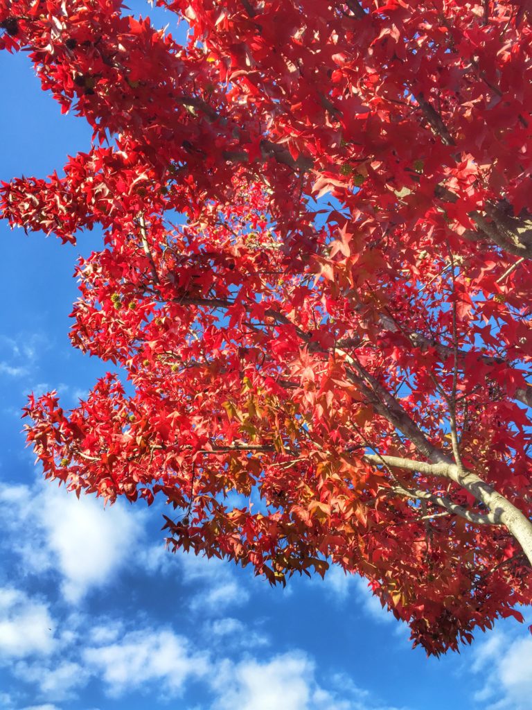 Autumn in San Diego