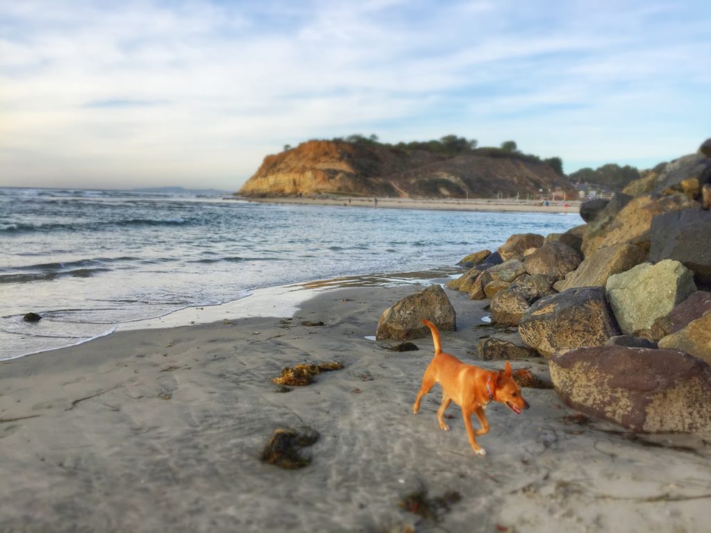 Dog Beach-Nov 14