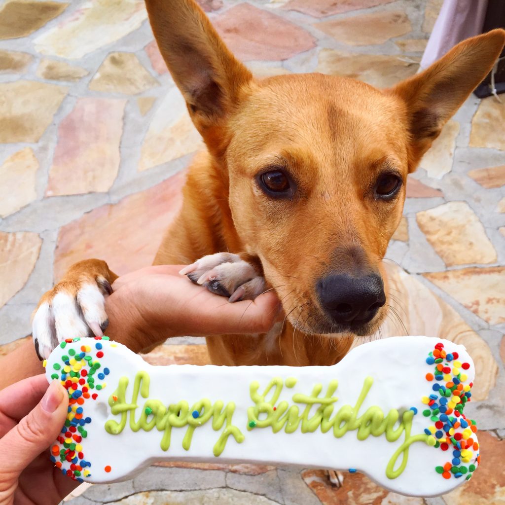 Harley Turns 4