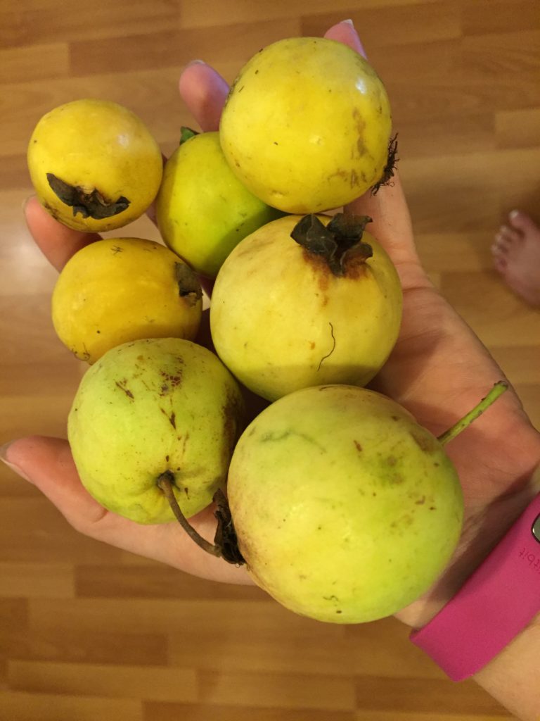 guavas