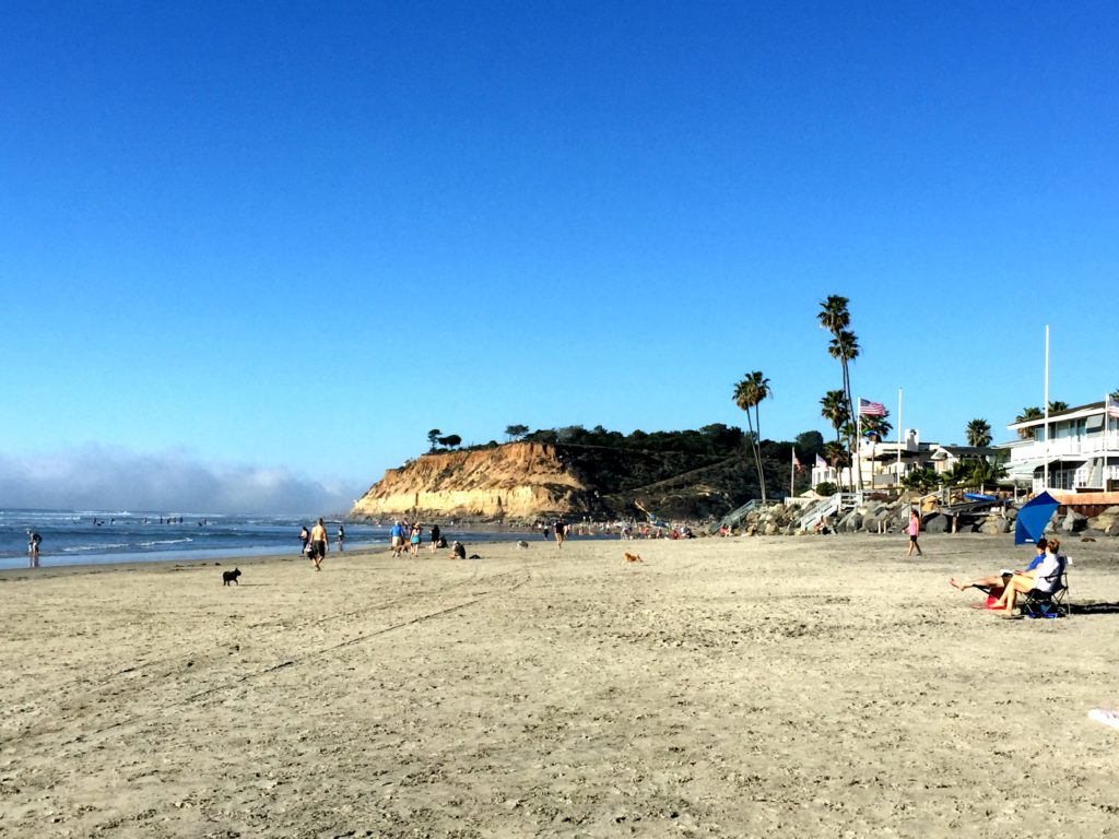 Dog beach fog