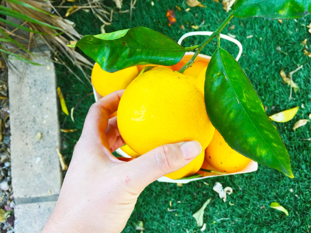 orange picking