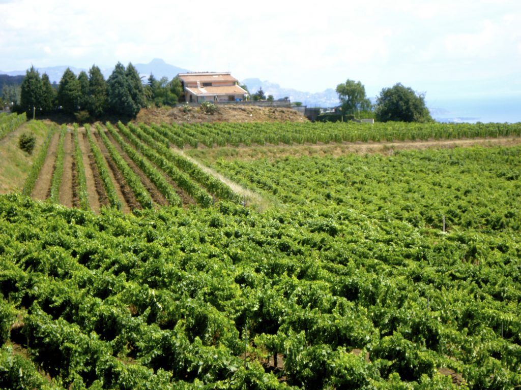 Sicilian wine country