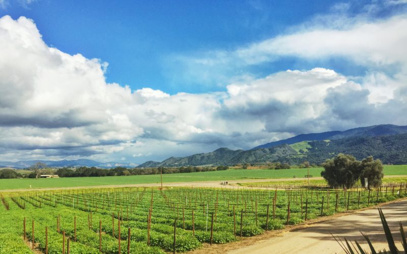 Wine Tasting in the Santa Ynez Valley