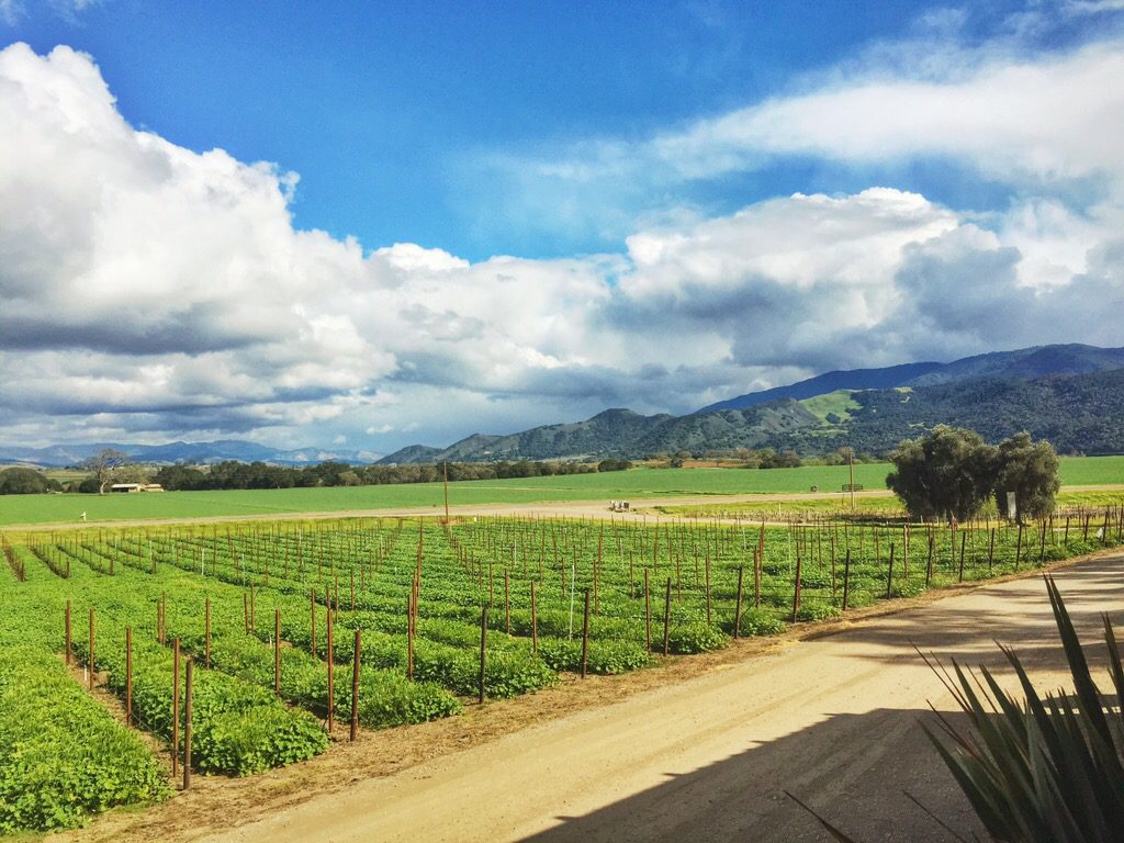 Santa Ynez wine tasting