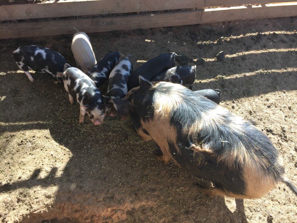 Sisters Heritage Farms pigs
