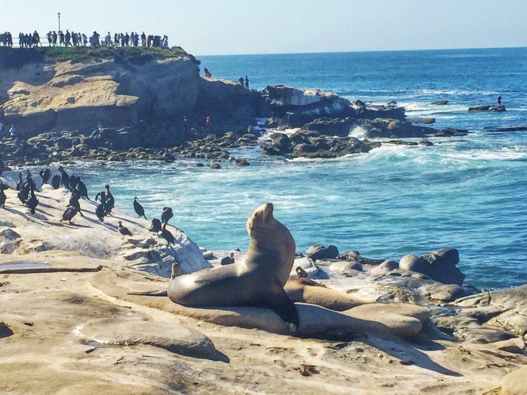 La Jolla sea lions-1