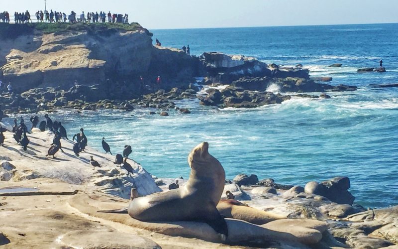 10 of My Favorite Things to Do in San Diego