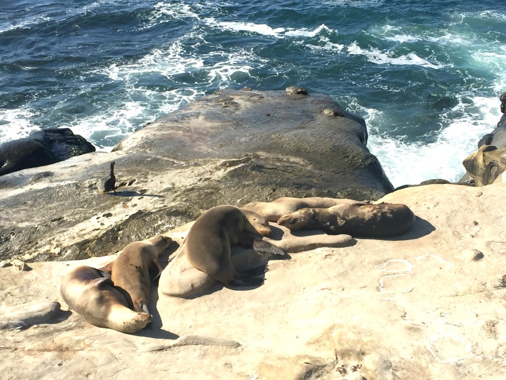 La Jolla sea lions-2