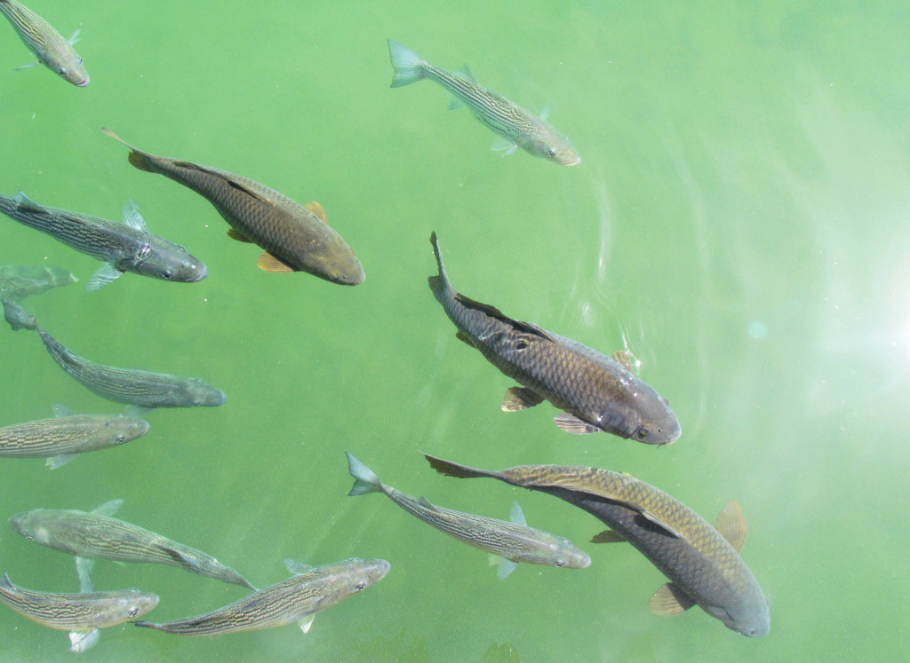 Lake Mead fish