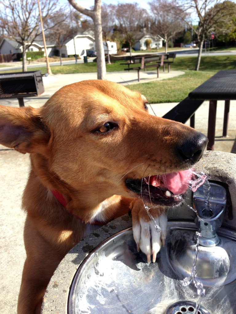 Harley loves water too! 