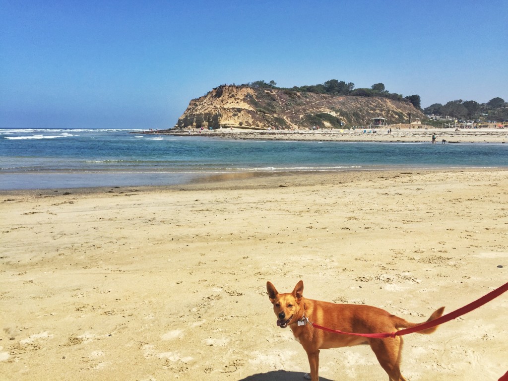 Harley at the dog beach