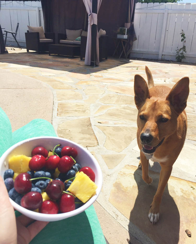 bowl of fruit with harley