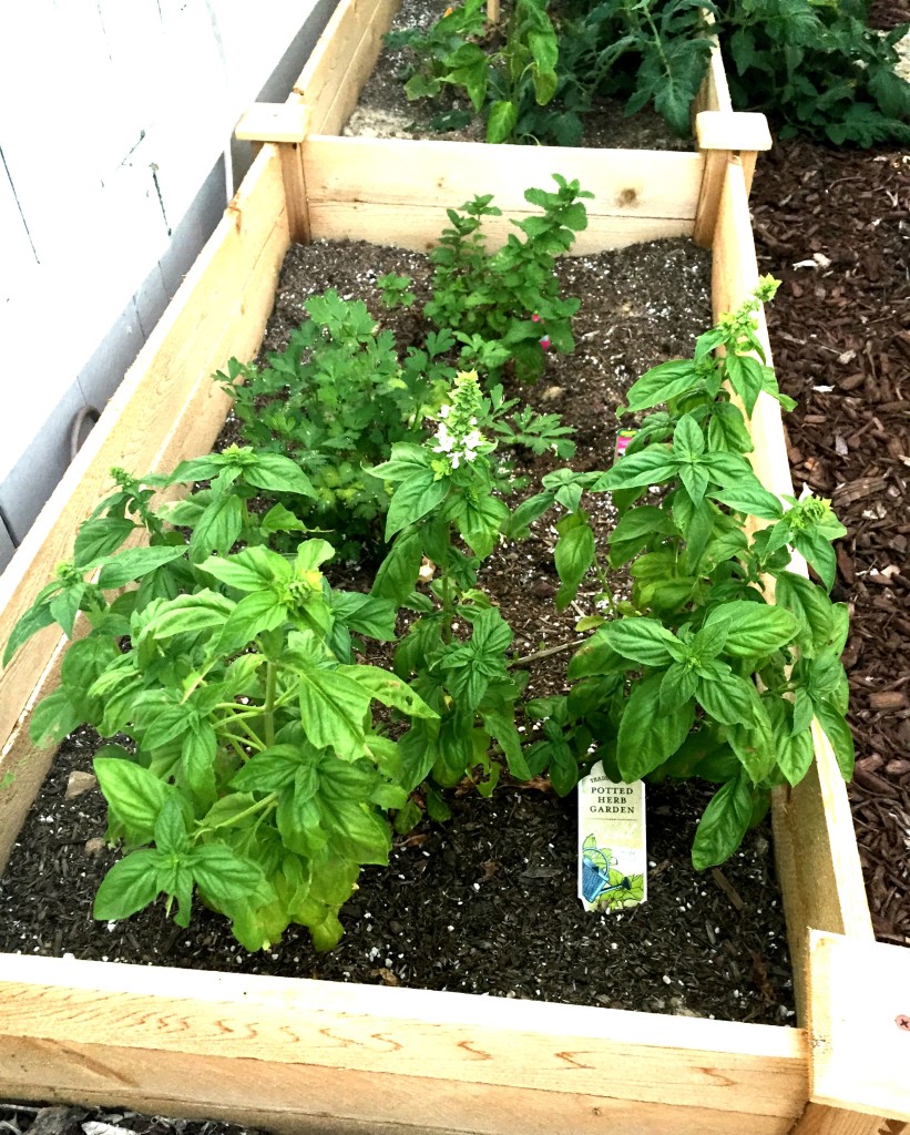 garden bed herbs