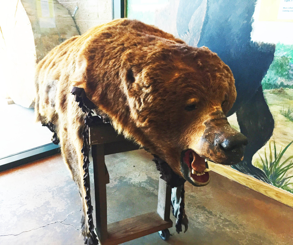 Big Bear grizzly bear