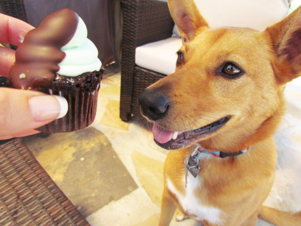 grasshopper cupcake with harley