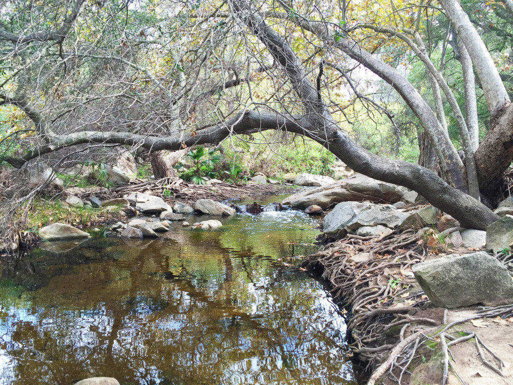 Elfin forest lake