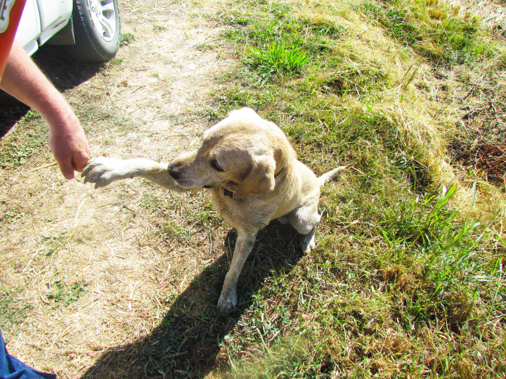 Gus the farm dog