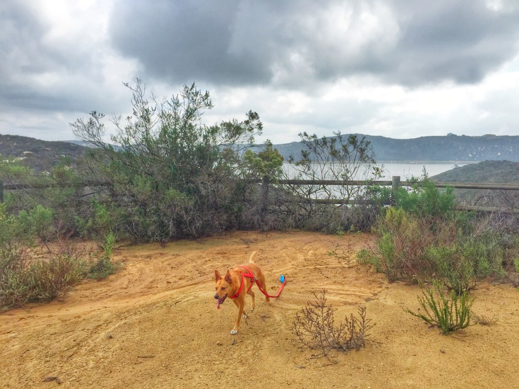 Harley at Elfin-Oct 15